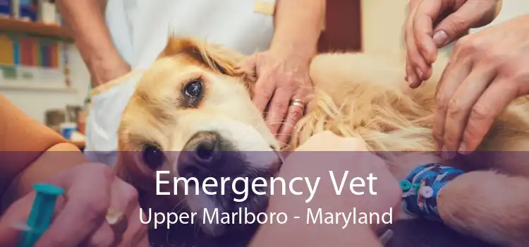 Emergency Vet Upper Marlboro - Maryland