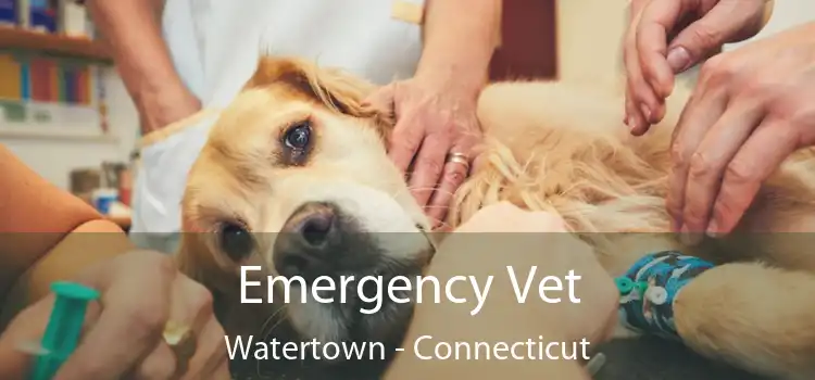 Emergency Vet Watertown - Connecticut