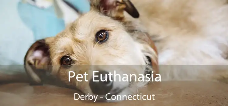 Pet Euthanasia Derby - Connecticut