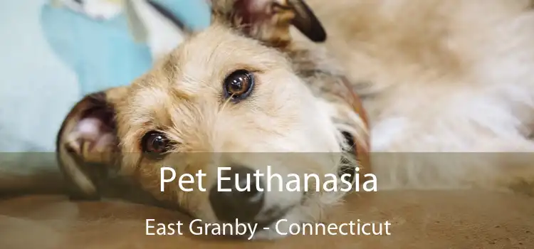 Pet Euthanasia East Granby - Connecticut