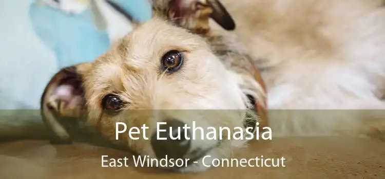 Pet Euthanasia East Windsor - Connecticut