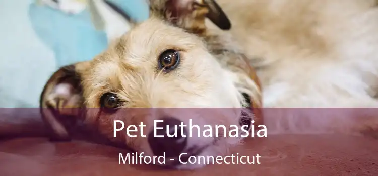 Pet Euthanasia Milford - Connecticut