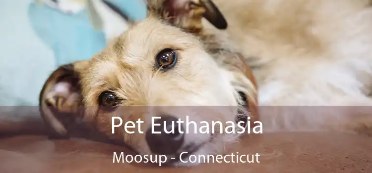 Pet Euthanasia Moosup - Connecticut