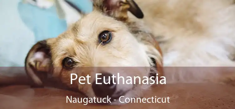 Pet Euthanasia Naugatuck - Connecticut