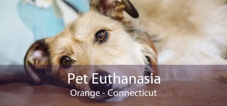 Pet Euthanasia Orange - Connecticut