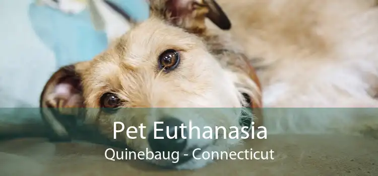 Pet Euthanasia Quinebaug - Connecticut