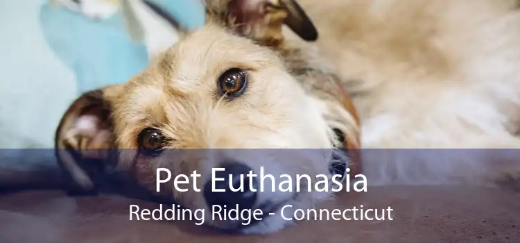Pet Euthanasia Redding Ridge - Connecticut
