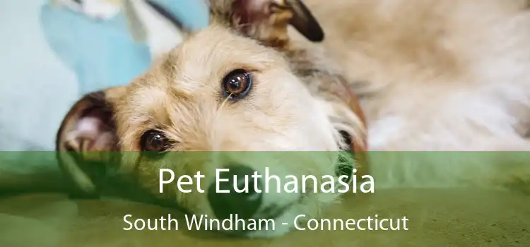 Pet Euthanasia South Windham - Connecticut