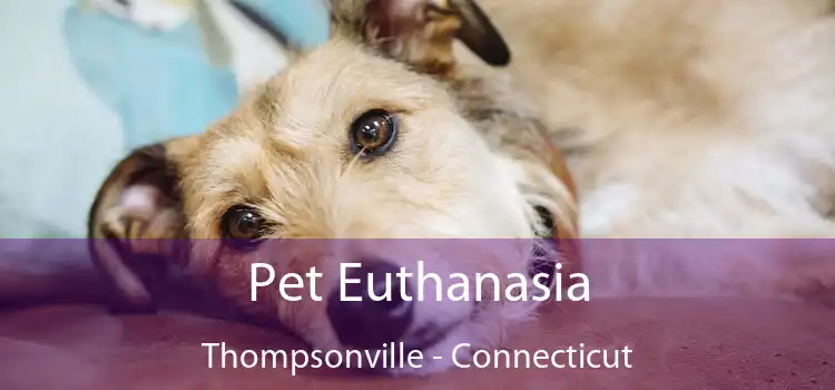 Pet Euthanasia Thompsonville - Connecticut