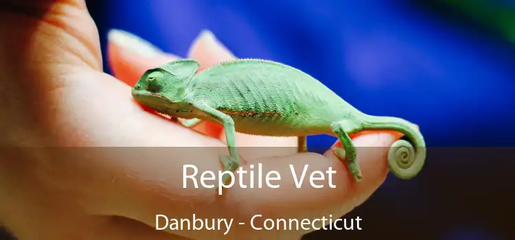 Reptile Vet Danbury - Connecticut