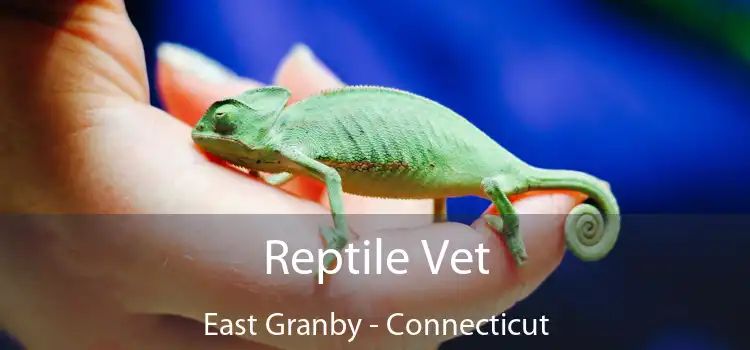 Reptile Vet East Granby - Connecticut