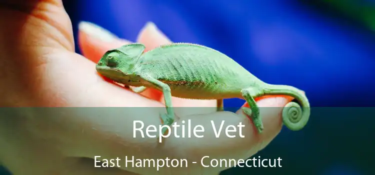 Reptile Vet East Hampton - Connecticut