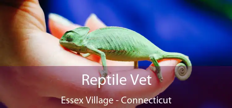 Reptile Vet Essex Village - Connecticut