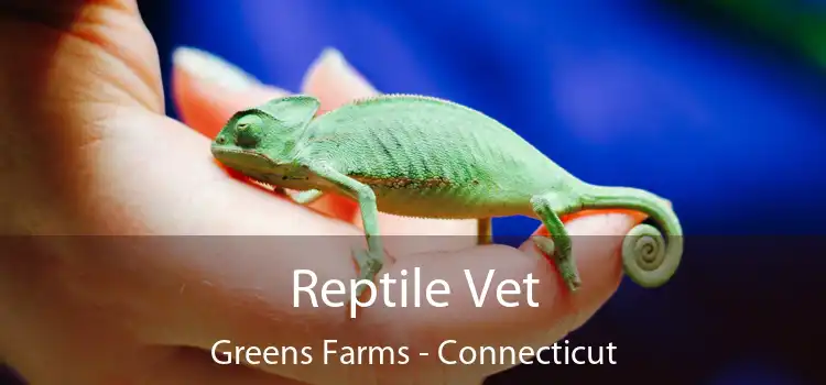 Reptile Vet Greens Farms - Connecticut