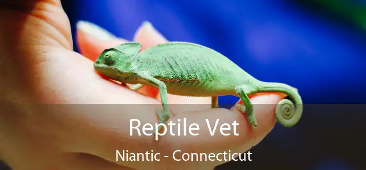 Reptile Vet Niantic - Connecticut