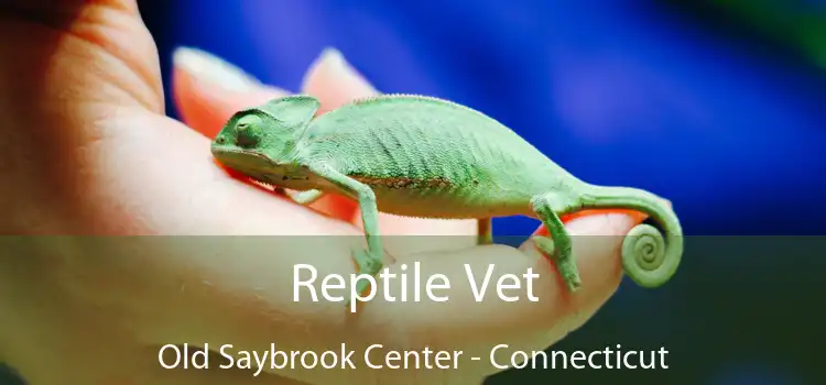 Reptile Vet Old Saybrook Center - Connecticut