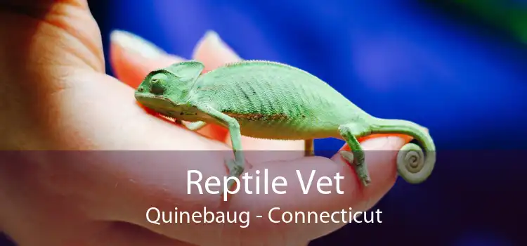 Reptile Vet Quinebaug - Connecticut