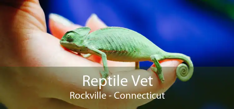 Reptile Vet Rockville - Connecticut