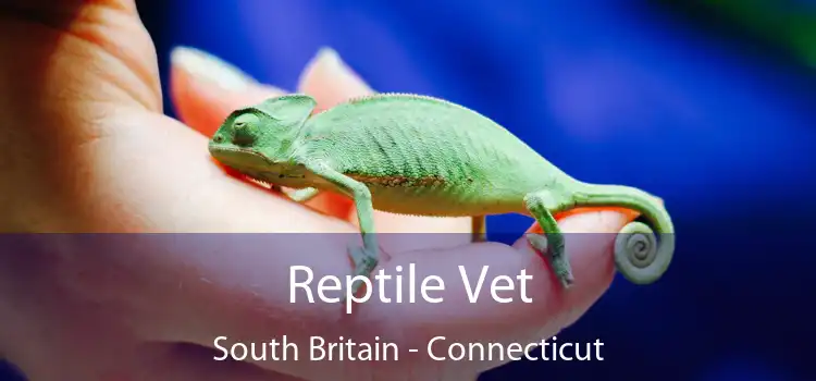 Reptile Vet South Britain - Connecticut