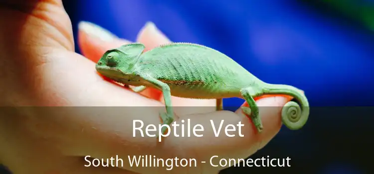 Reptile Vet South Willington - Connecticut