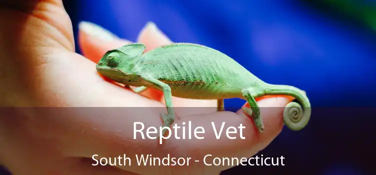 Reptile Vet South Windsor - Connecticut