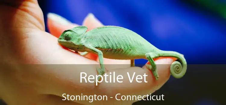 Reptile Vet Stonington - Connecticut