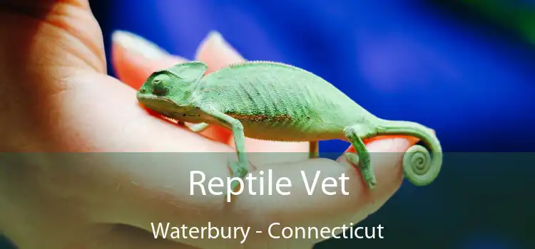 Reptile Vet Waterbury - Connecticut