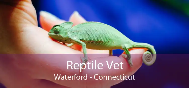 Reptile Vet Waterford - Connecticut