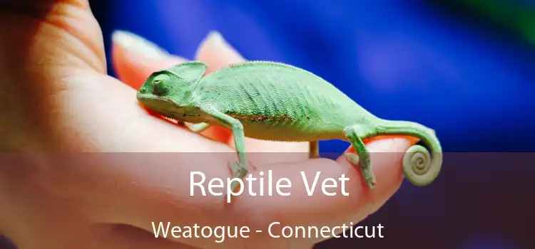 Reptile Vet Weatogue - Connecticut