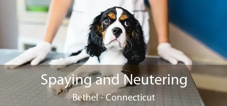 Spaying and Neutering Bethel - Connecticut