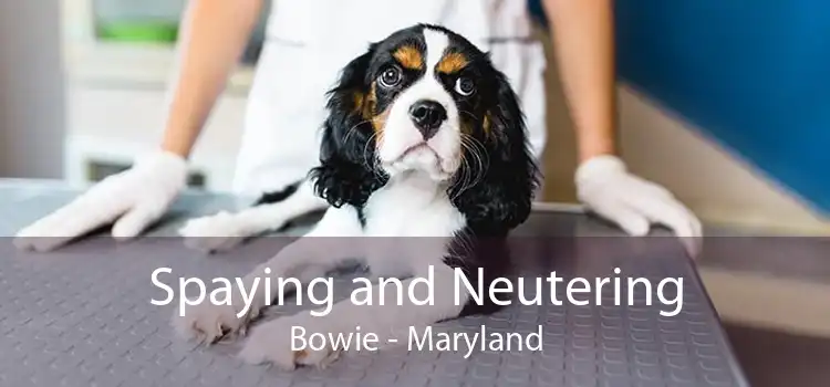 Spaying and Neutering Bowie - Maryland