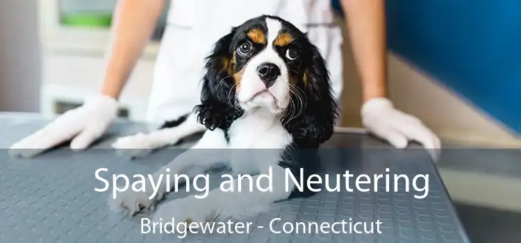 Spaying and Neutering Bridgewater - Connecticut