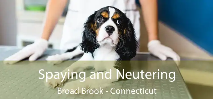 Spaying and Neutering Broad Brook - Connecticut