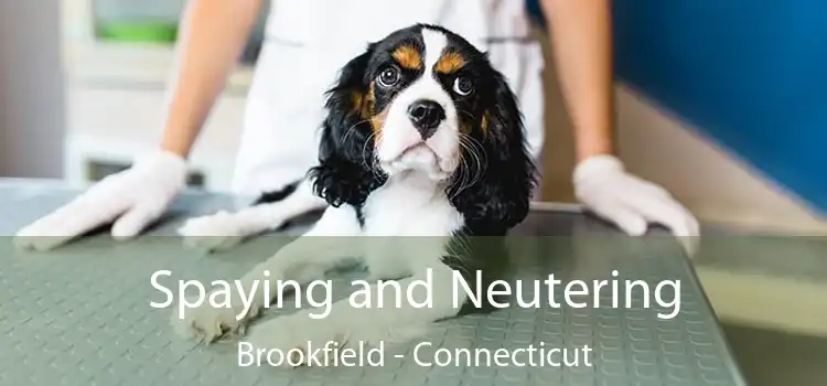 Spaying and Neutering Brookfield - Connecticut