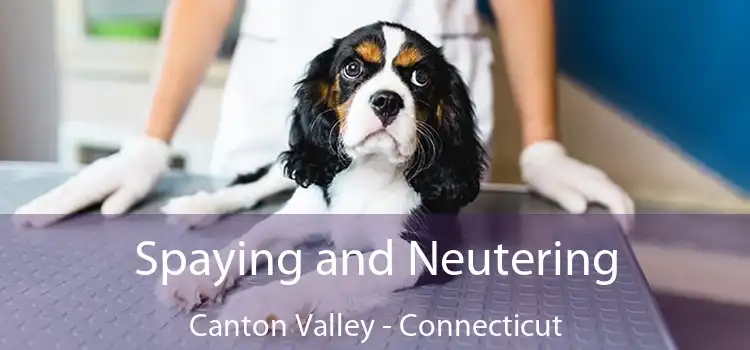 Spaying and Neutering Canton Valley - Connecticut