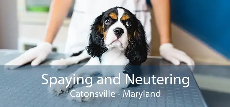 Spaying and Neutering Catonsville - Maryland
