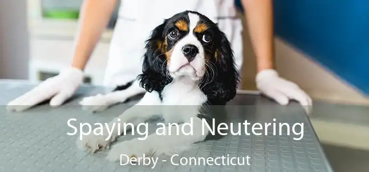 Spaying and Neutering Derby - Connecticut