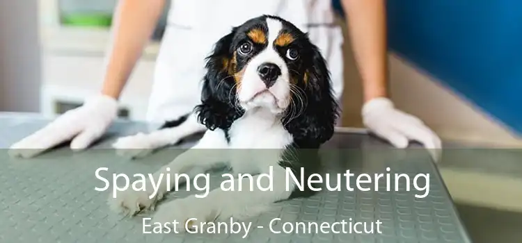 Spaying and Neutering East Granby - Connecticut