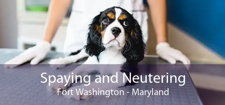 Spaying and Neutering Fort Washington - Maryland