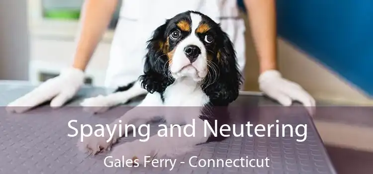 Spaying and Neutering Gales Ferry - Connecticut