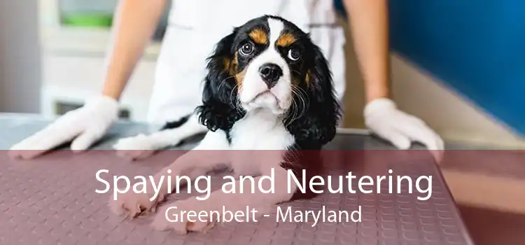 Spaying and Neutering Greenbelt - Maryland