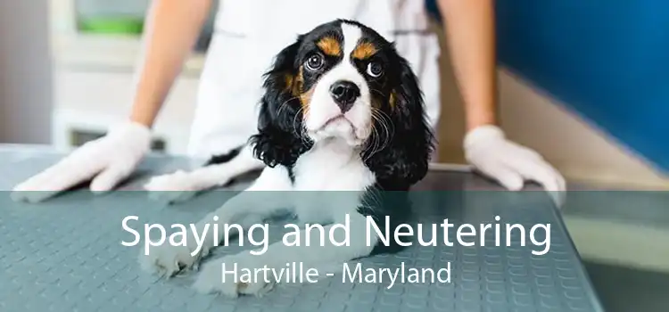 Spaying and Neutering Hartville - Maryland