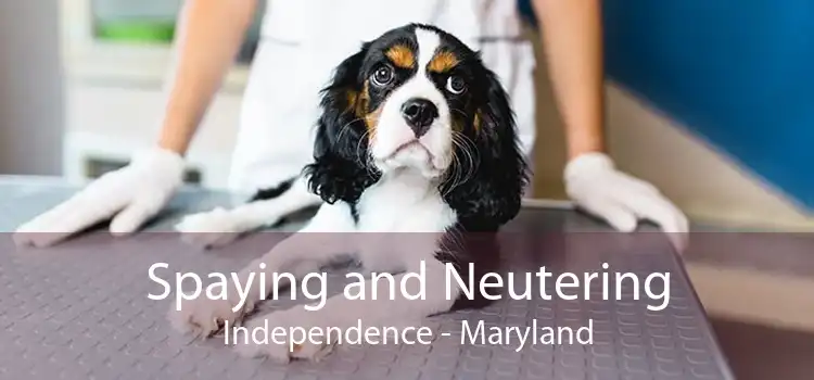 Spaying and Neutering Independence - Maryland