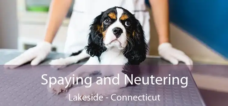 Spaying and Neutering Lakeside - Connecticut