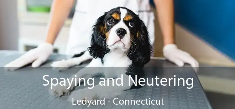 Spaying and Neutering Ledyard - Connecticut