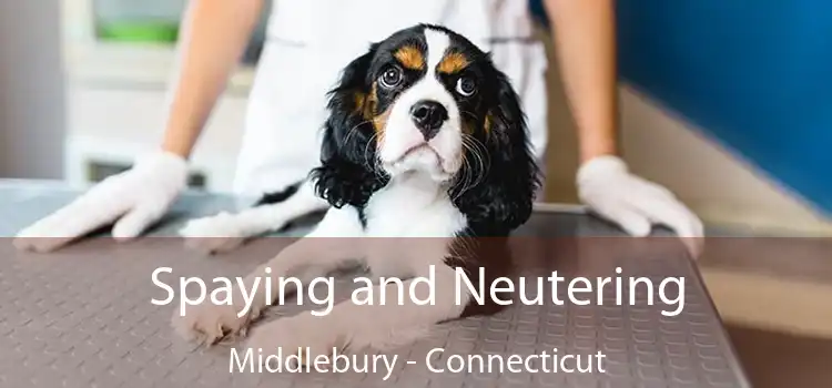 Spaying and Neutering Middlebury - Connecticut