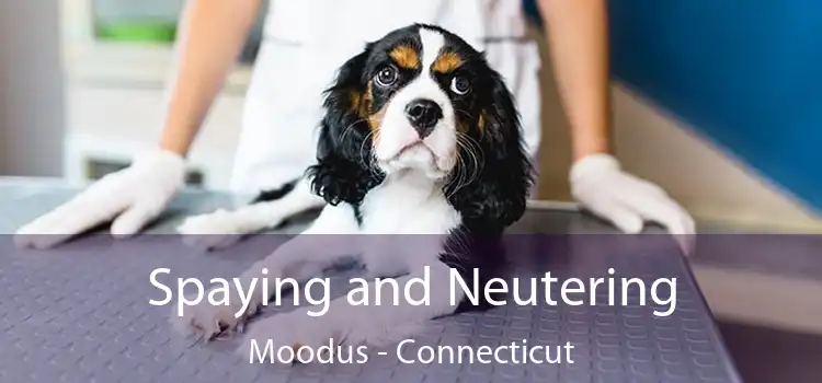 Spaying and Neutering Moodus - Connecticut