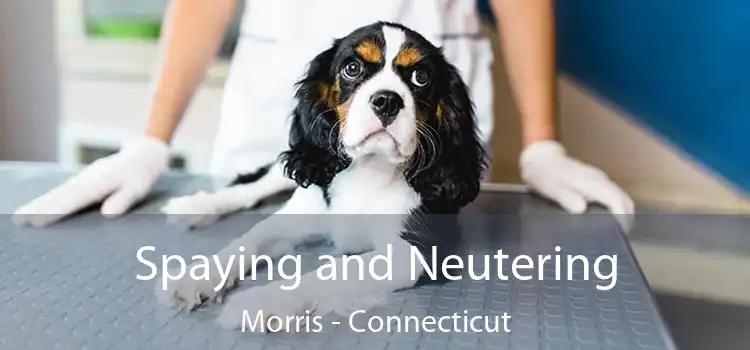 Spaying and Neutering Morris - Connecticut