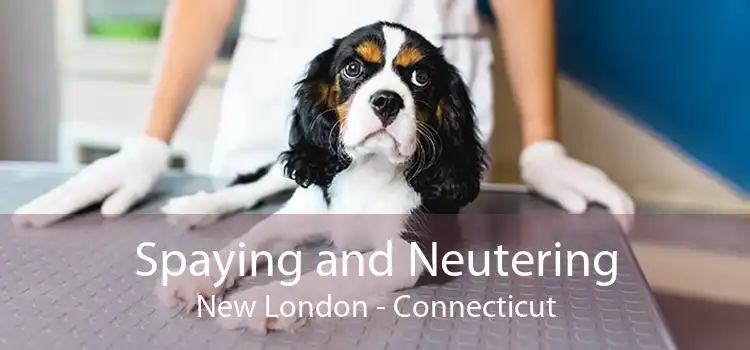 Spaying and Neutering New London - Connecticut
