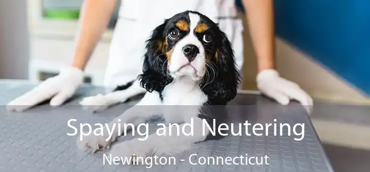 Spaying and Neutering Newington - Connecticut